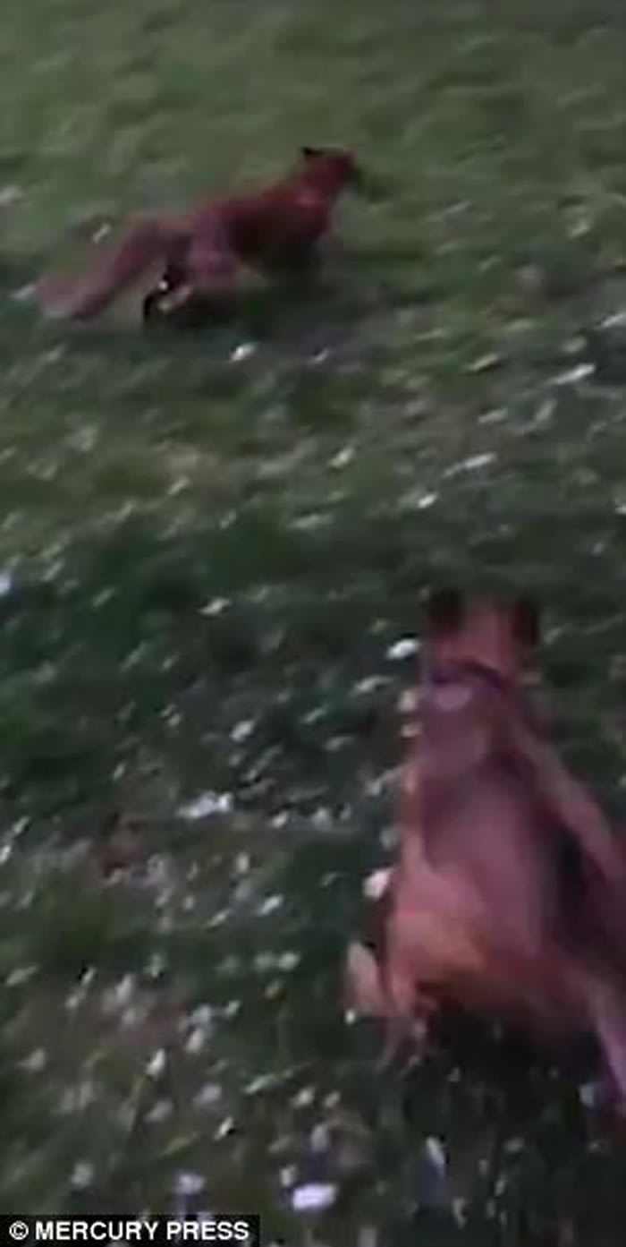 国际趣闻:英国苏格兰格拉斯哥小狗和野生狐狸在公园中巧遇成为好朋友