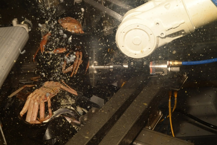 吃螃蟹很麻烦?加拿大研发世界第一款“剥螃蟹机器人”