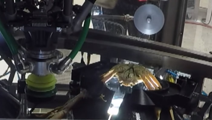 吃螃蟹很麻烦?加拿大研发世界第一款“剥螃蟹机器人”