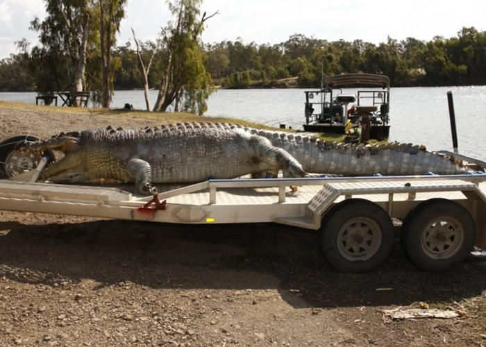 澳洲昆士兰百岁鳄鱼遭射杀 族群或爆“权力”斗争