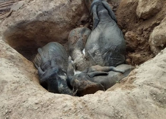 �з���Ա�ϵ��ֳ�ʱ��5ͷ����������һϢ��������Σ��