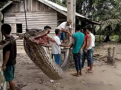 印尼廖内省男子徒手打死7米大蟒蛇勇救途人 -