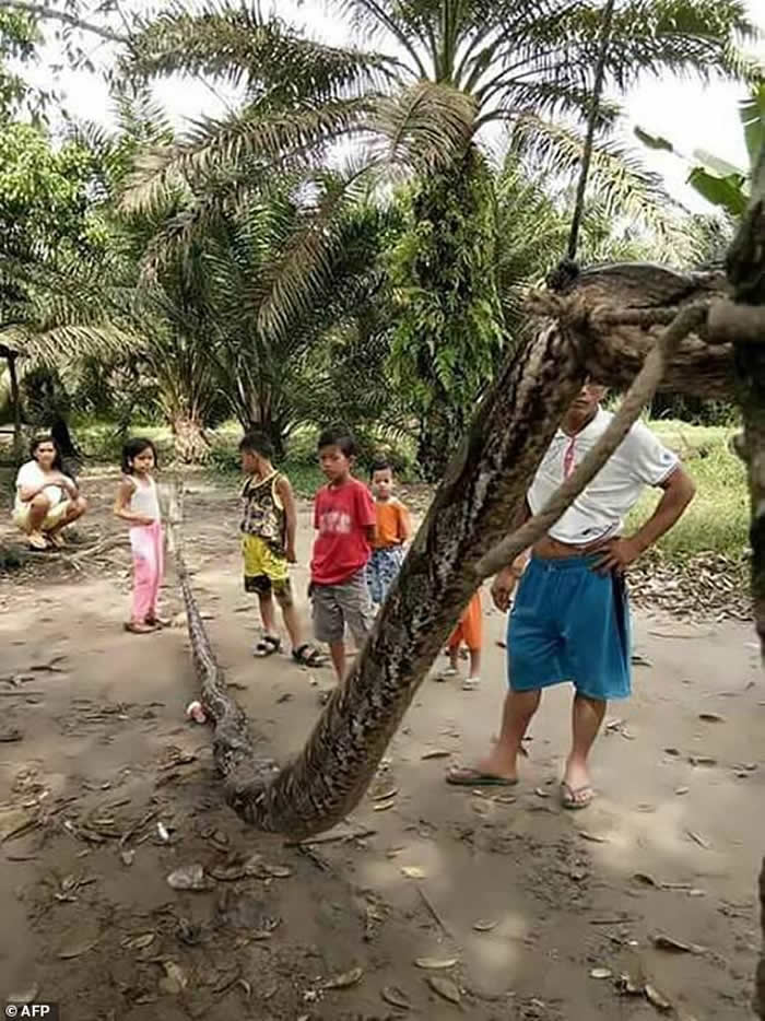 印尼廖内省男子徒手打死7米大蟒蛇勇救途人 -