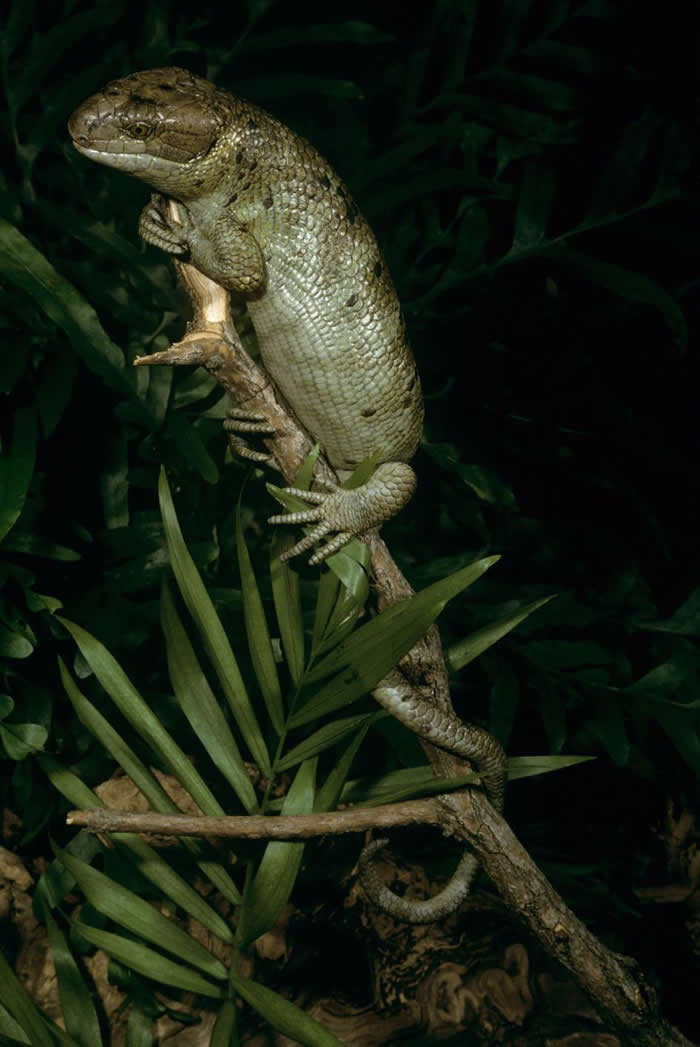 ʯӣSolomon Islands skinkҲΪβᣬһЩͨ಻̫һΪ PHOTOGRAPH BY ZIGMUND