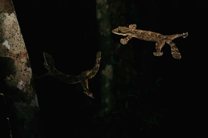 ޻Kuhls Flying GeckoʹƤ곯һԾ PHOTOGRAPH BY TIM LAMAN, NATIONAL GEOGRAP