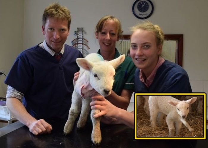 小五在危险的截肢手术后存活下来。