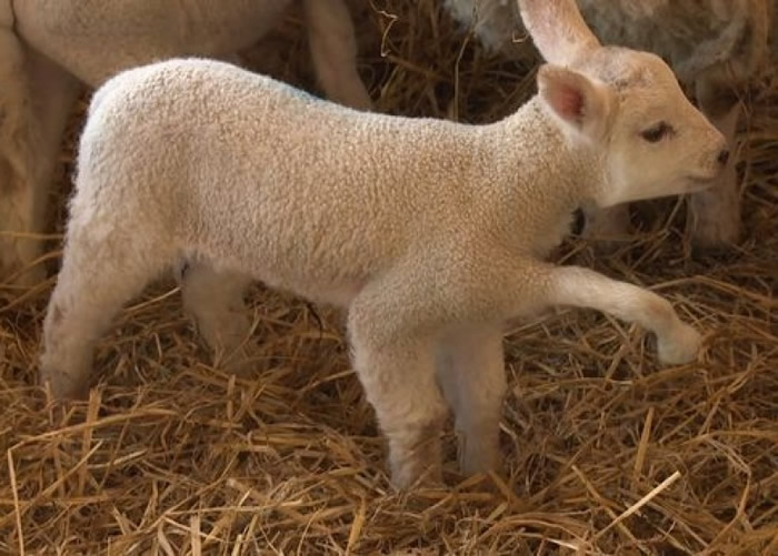 小五的心口长有一腿。