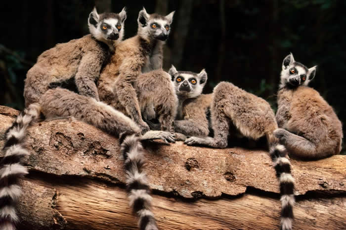 ˹ӵĻβɭ﷢һϵͨ PHOTOGRAPH BY FRANS LANTING, NATIONAL GEOGRAPHIC CREAT