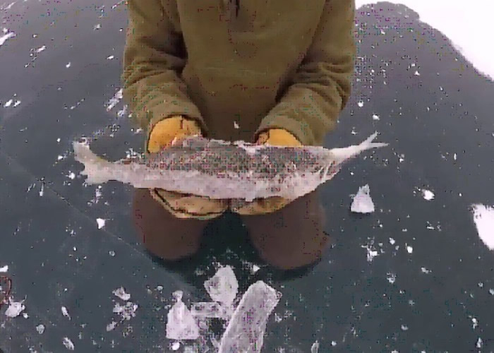 ������ѡ�Ѱ��������ʳС�����