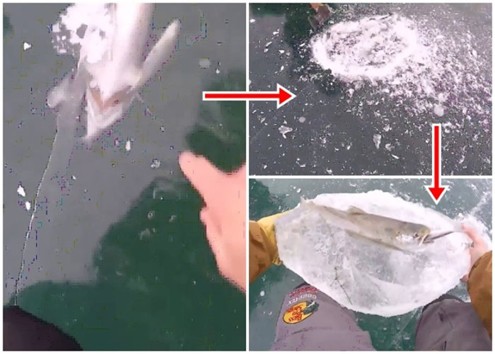 ������ѡ�Ѱ��������ʳС�����