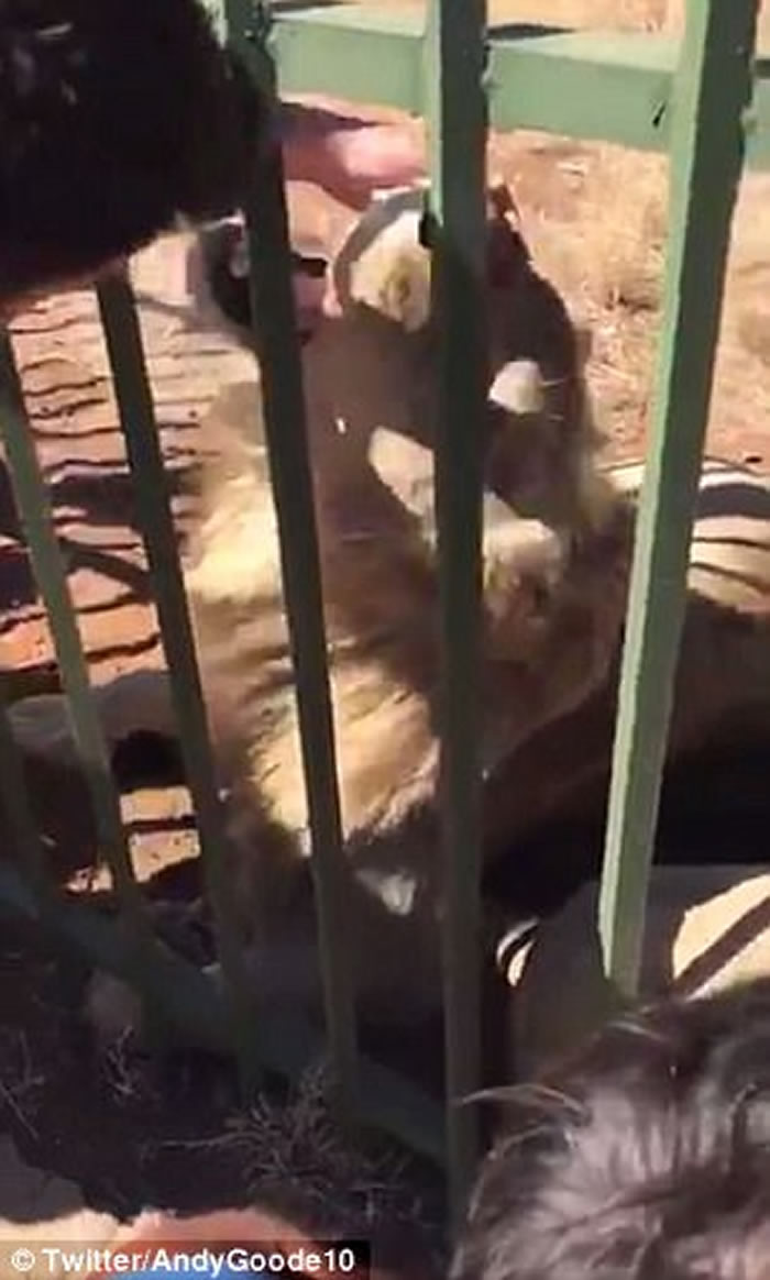 英国威尔斯国家榄球队队员在南非动物园伸手摸狮子头被咬