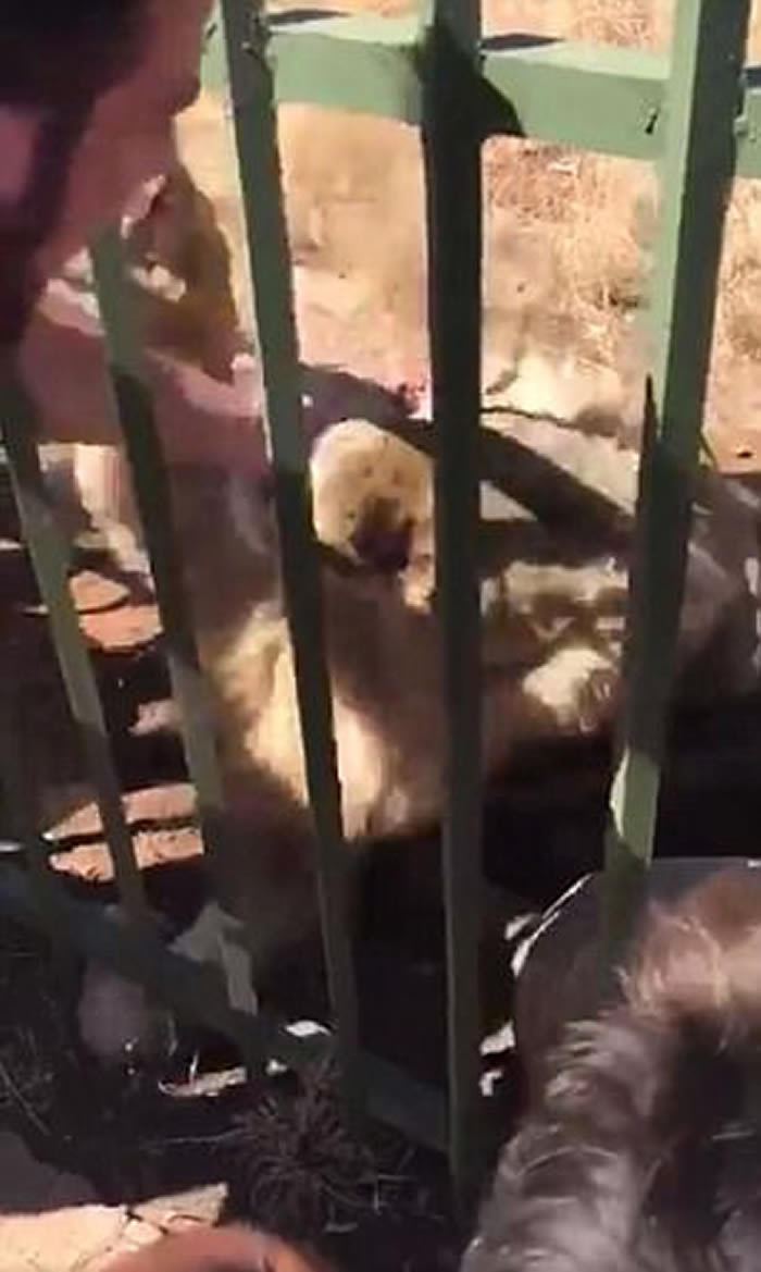 英国威尔斯国家榄球队队员在南非动物园伸手摸狮子头被咬