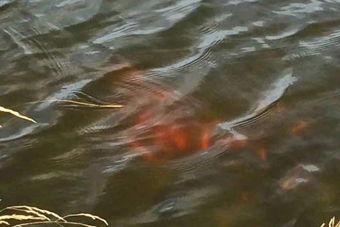 官员表示,相信早前有人将亚洲金鱼在池塘放生。