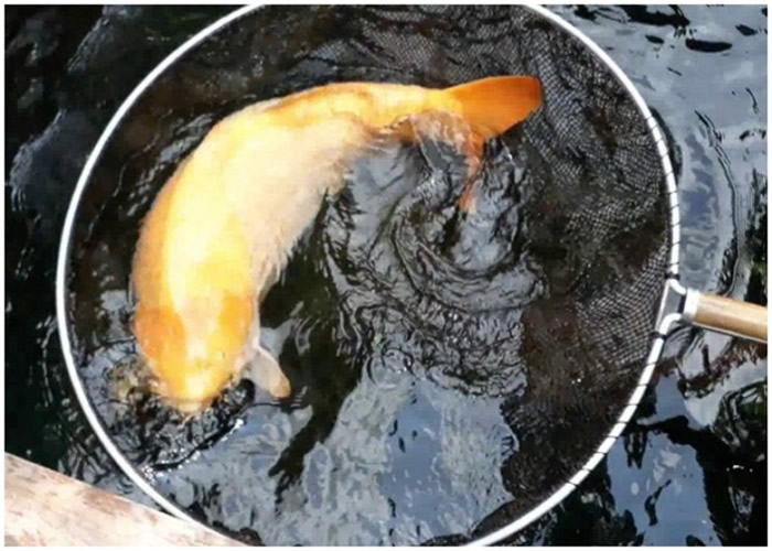 ̩Ը߼ƽɫ𣬱˳߼Ҳá