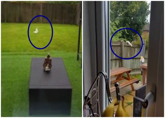 ȫӢ����50ֻ �׻��������￤�����԰��