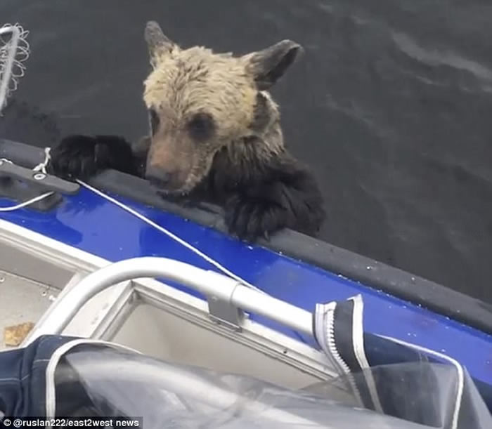 俄罗斯渔民在湖上遇见2头遇溺小棕熊 互相信任救上渔船