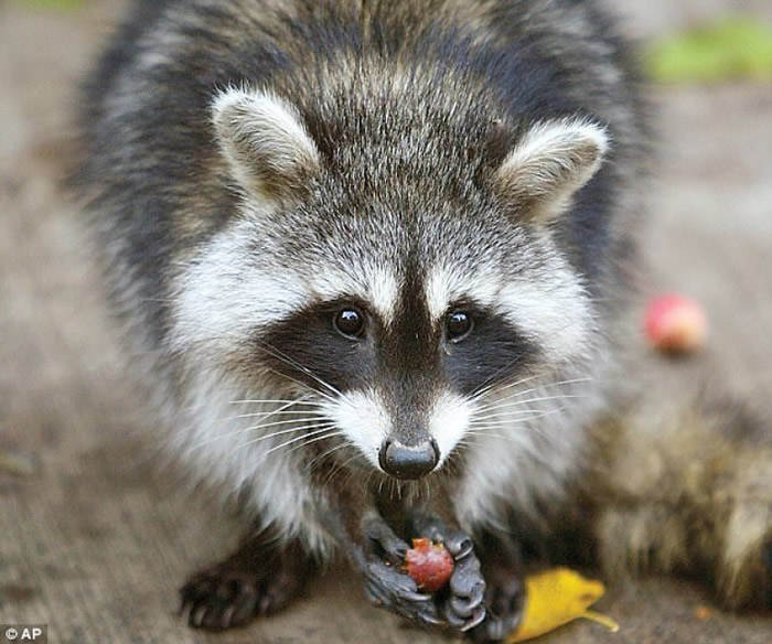 浣熊有能力理解如何善用水位变化,有效地觅食。