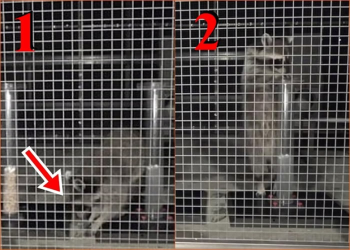 浣熊从水管旁捡起石块(红箭头示),并将之放进水管(图2)。