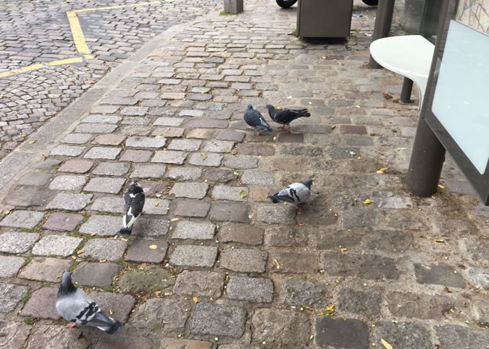 ���ֵ��ǰ׸���ܴ����������к��ļ��������������㣩