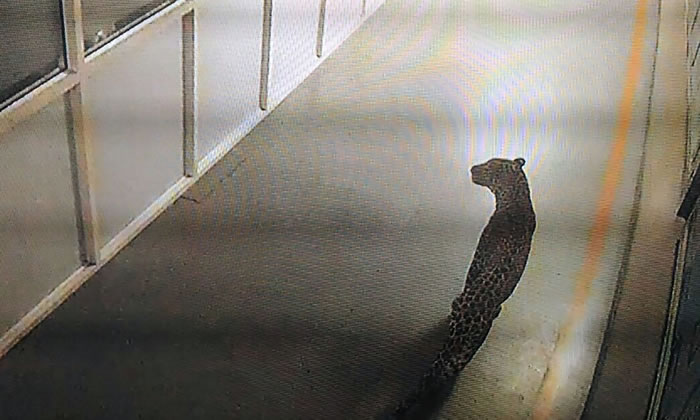 ӡ�ȹ������ɰ�Ұ������������ľ��MarutiSuzuki������