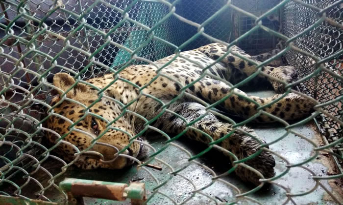 ӡ�ȹ������ɰ�Ұ������������ľ��MarutiSuzuki������