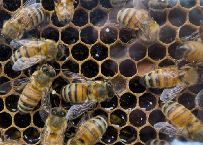 研究人员于蜜糖样本检测到新烟硷类杀虫剂。