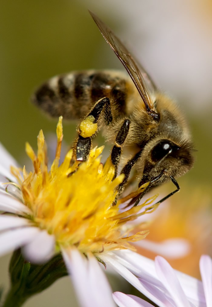 新烟硷类杀虫剂影响蜜蜂的脑部功能,妨碍它们在农作物觅食和授粉的能力。