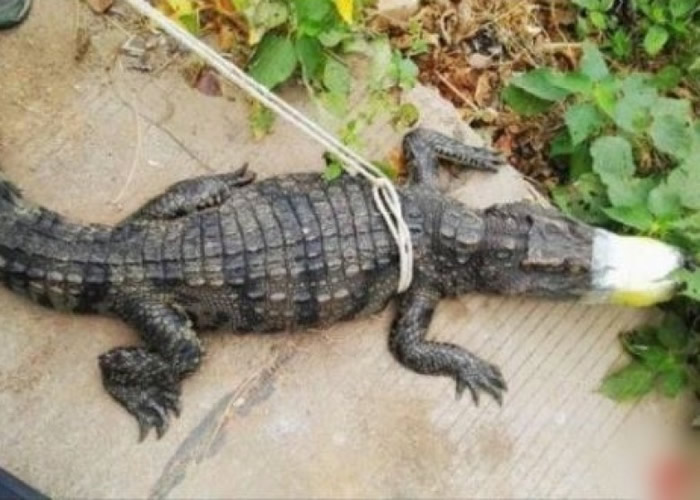 湖南株洲攸县笔武村草丛惊现1.8米长鳄鱼