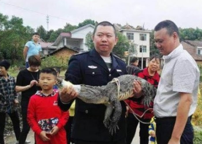 湖南株洲攸县笔武村草丛惊现1.8米长鳄鱼