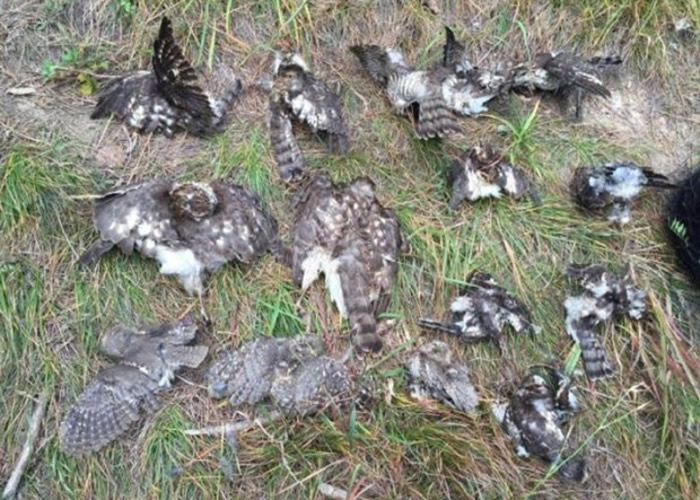 捕鸟网上共有16只鸟类的尸体。