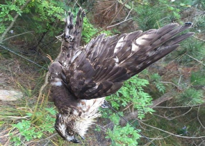 �����������ֱ�ʾ���ֳ�δ�ҵ����ò�������ʿ����ʬ���ѱ�������