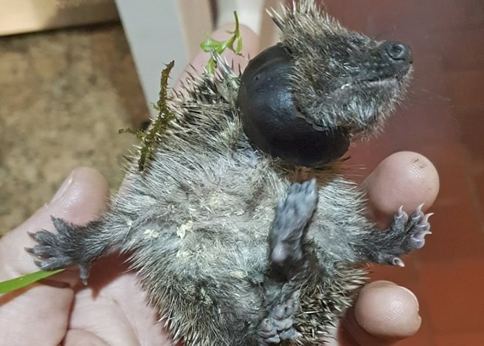 刺猬已获送至治疗中心,踏入康复阶段。