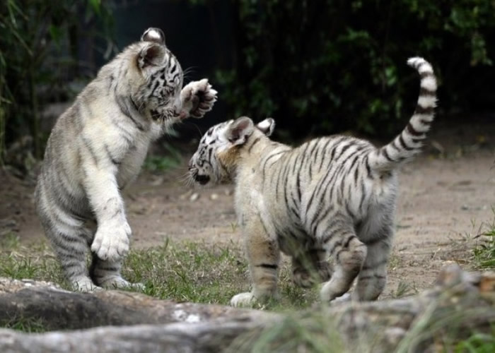 白老虎较为罕见。