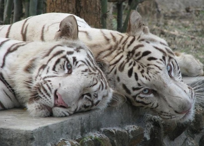 白老虎属濒危物种。由于基因突变,它们的毛发是白底黑纹的。