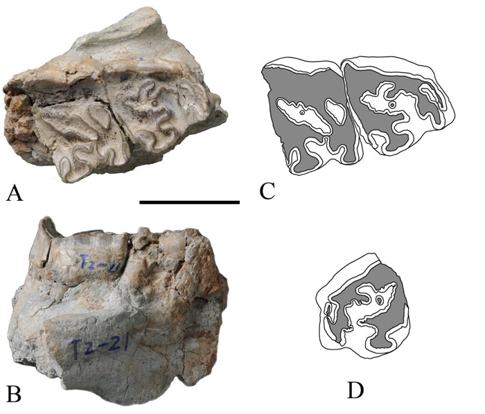 康坪地点新种武山西班牙犀材料图片及素描图(孙博阳供图)