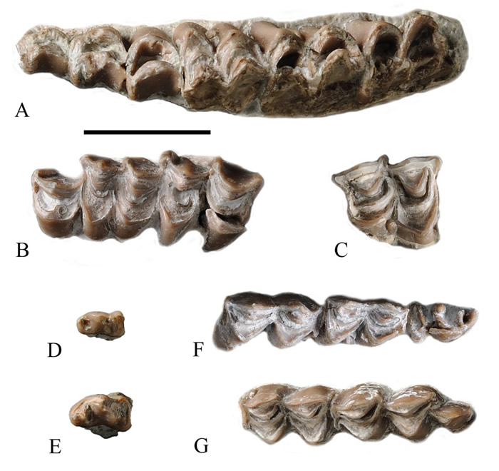 康坪地点可可买登土耳其羊相似种颊齿(孙博阳供图)