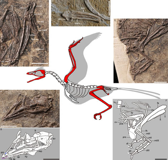 具有愈合腕掌骨和腰带的早白垩世反鸟类化石—大平房翼鸟 (王敏供图)