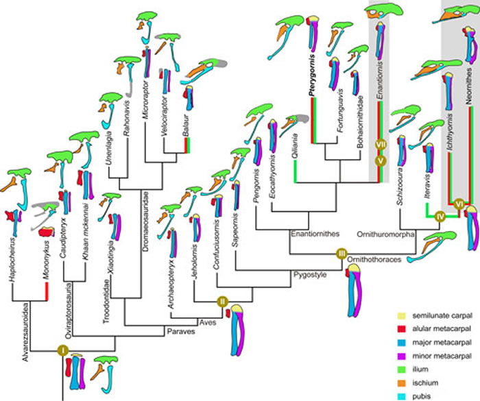 腕掌骨和腰带骨骼愈合在副鸟类中的演化(王敏供图)