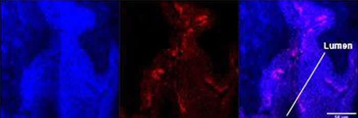 Լ��.���ս�˹��ѧ�ҿ�����ʵ���ԡ����׻��ơ����������ư��װ�