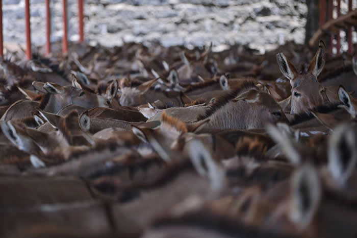 �������޹����ѹر����׳�����ͼ��ֹ¿Ƥ���ڣ�������������ά�ִ��ģ��¿Ƥ���ڣ��籾��Ƭ���㡣 PHOTOGRAPH BY TONY KARUMBA, AFP/G