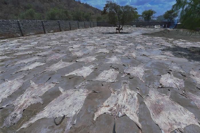 �ڿ���һ���ѻ����ɵ����׳��¿Ƥ��̫����ɹ�ɣ�ͬʱ��һͷ¿����������������Щ¿Ƥ����һ���棬�ϷǴ󲿷ֵ�¿Ƥ���׶�תΪ���»��Ұ��������˽������¿Ƥ��Ȼ����