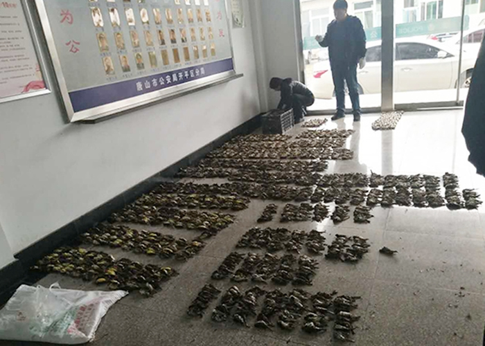 ��ɽ������һ������Ұ����