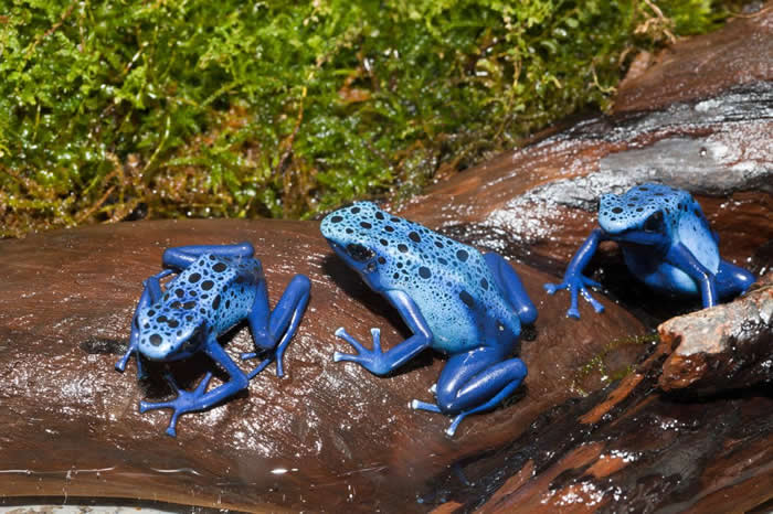 �����������ϵ��������ܣ�Dendrobates tinctorius azureus���� PHOTOGRAPH BY REINHARD DIRSCHERL