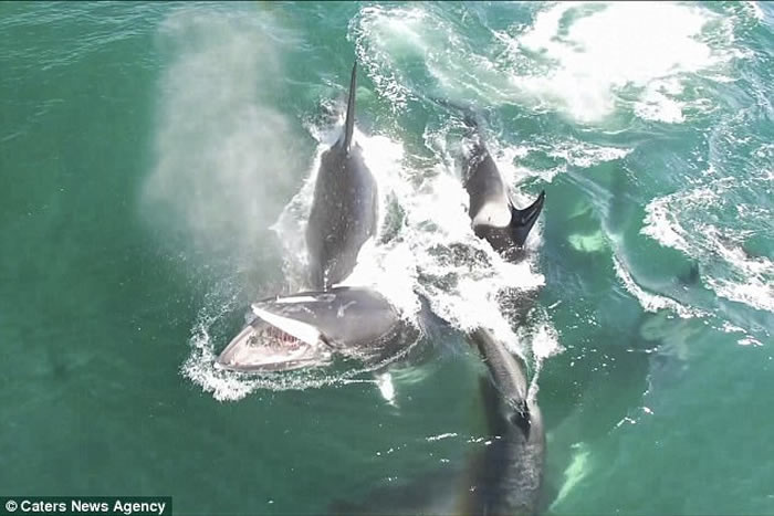 罗斯西伯利亚对开海域杀人鲸群起猎杀小须鲸 