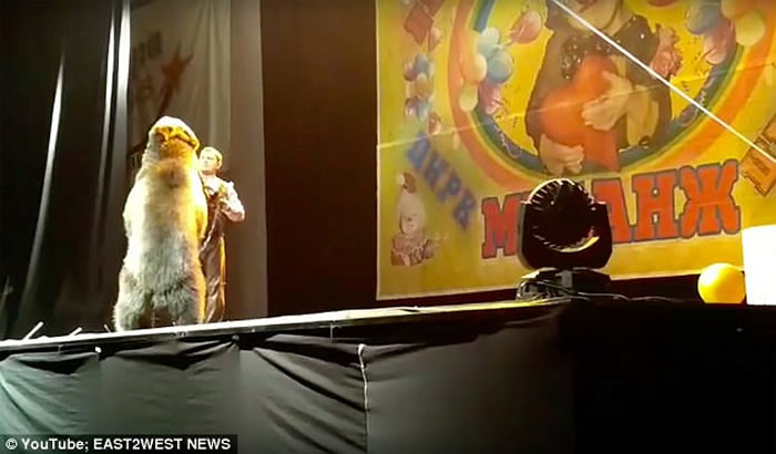 俄罗斯马戏团棕熊演出时攻击人 惨遭工作人员棒打