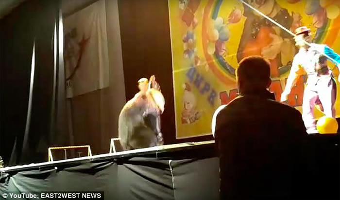 俄罗斯马戏团棕熊演出时攻击人 惨遭工作人员棒打