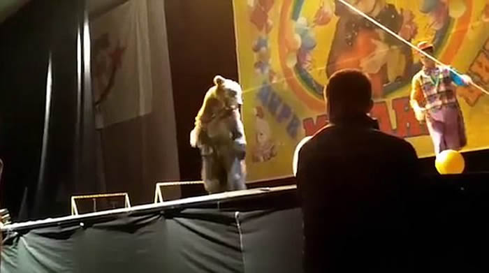 俄罗斯马戏团棕熊演出时攻击人 惨遭工作人员棒打