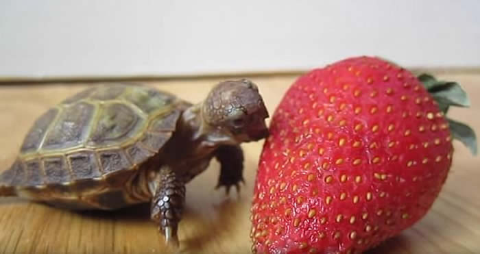 屡败屡战：俄罗斯陆龟企图进食草莓