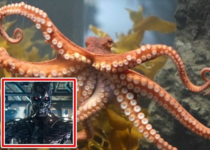 美国康奈尔大学科学家团队参考墨鱼和八爪鱼特性研发出伸缩自如的人工皮肤