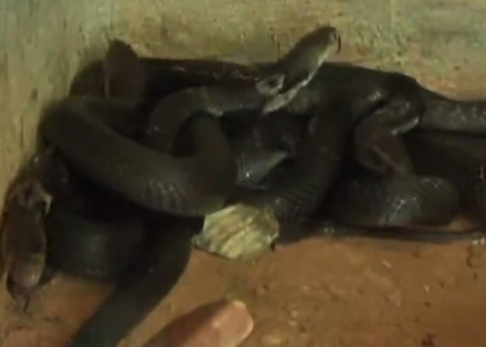 由于没有合适的饲养场所,覃男只好偷偷在柴房养蛇。